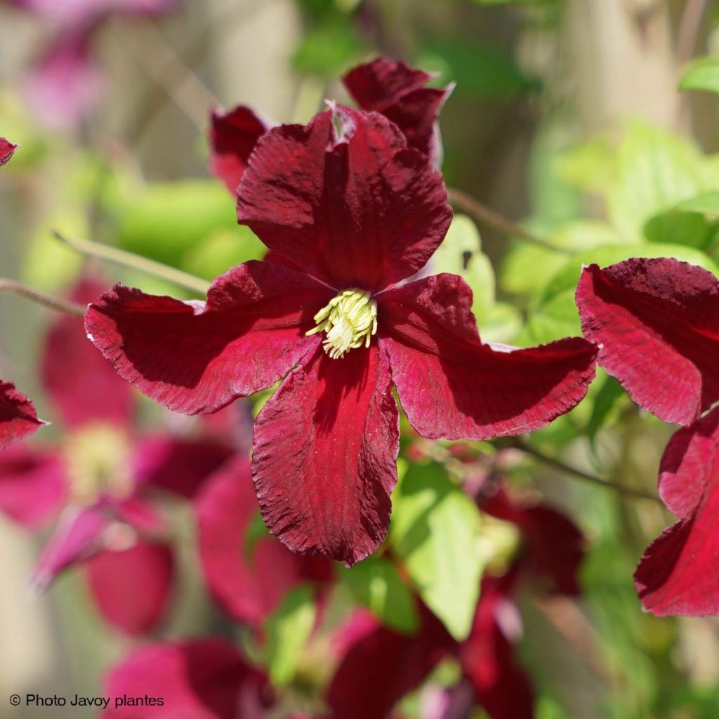 Clematis viticella Burning Love - Waldrebe