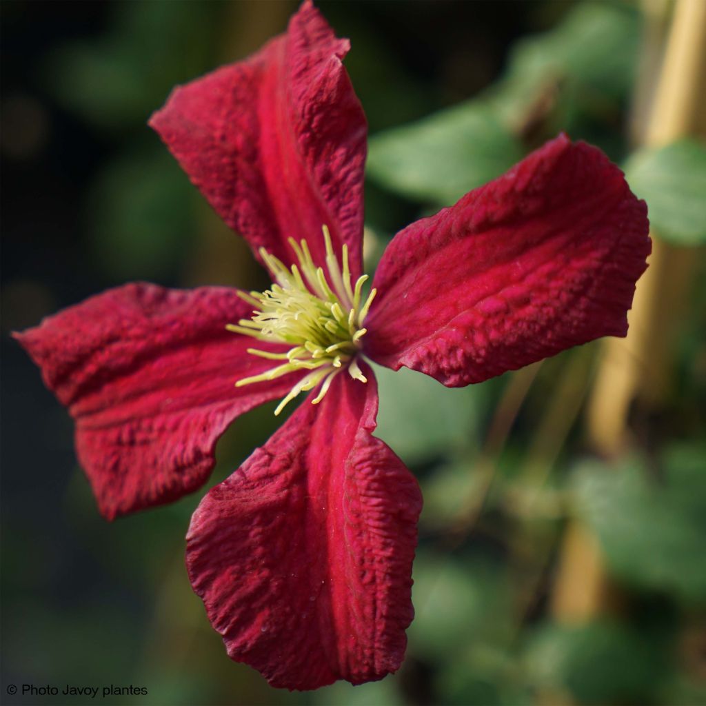 Clematis viticella Burning Love - Waldrebe