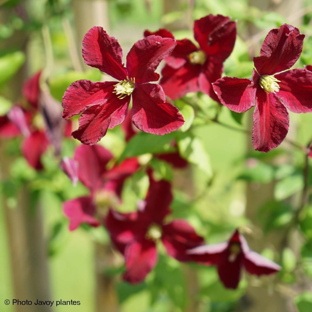 Clematis viticella Burning Love - Waldrebe