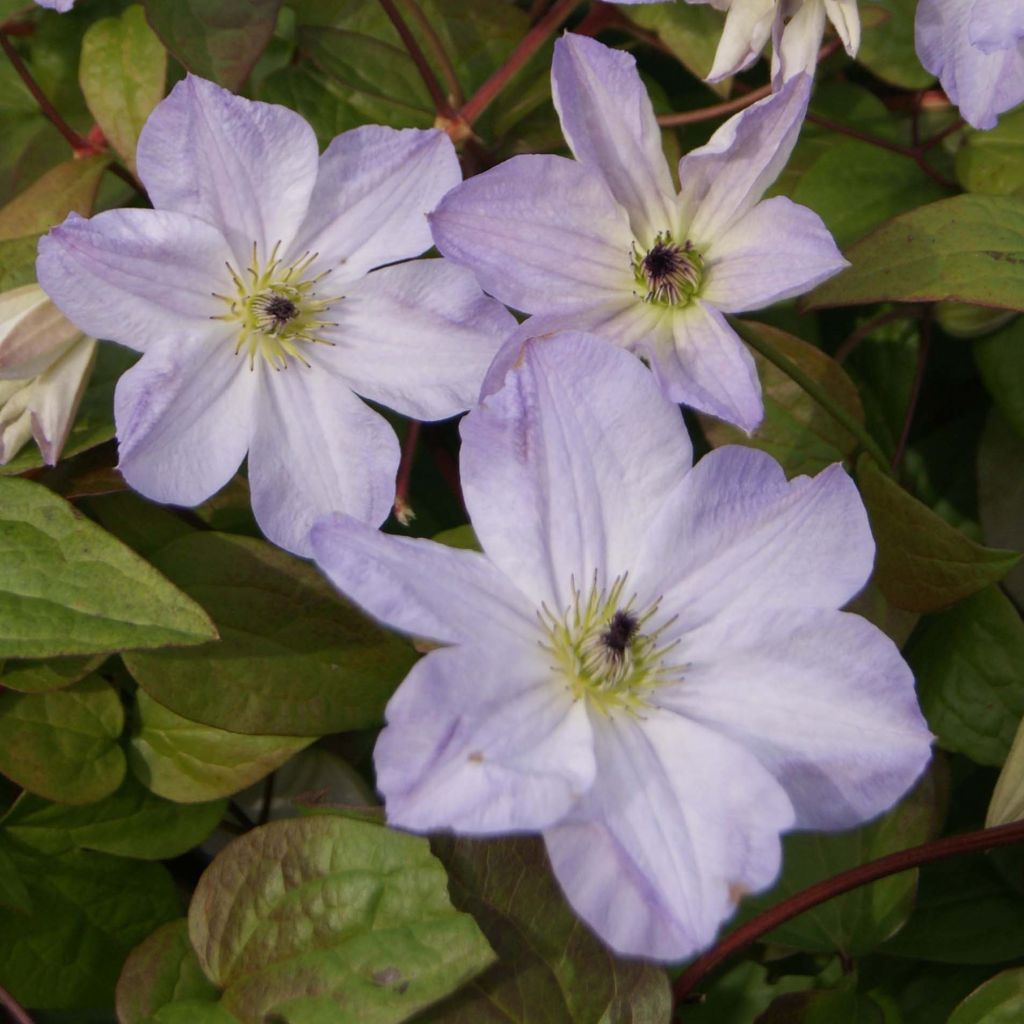 Waldrebe Sea Breeze - Clematis