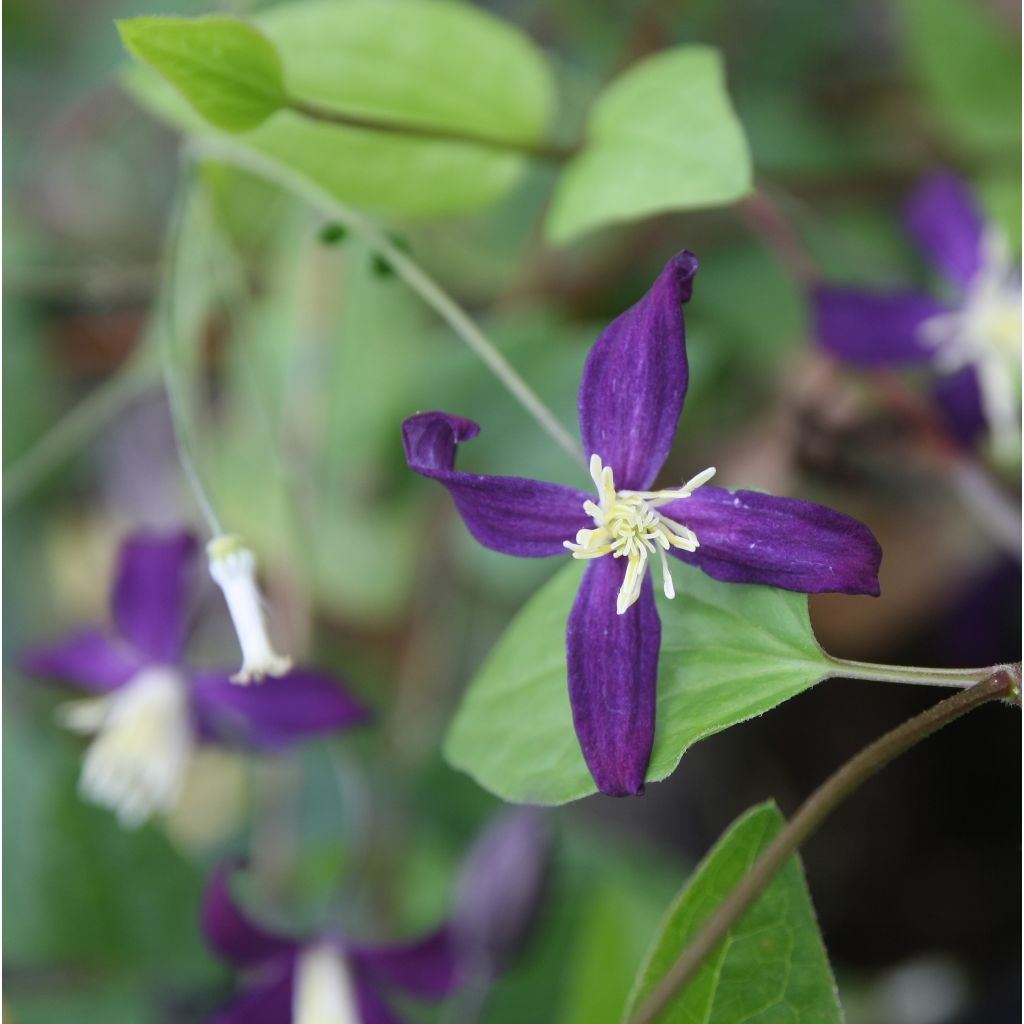 Clematis flammula Aromatica - Waldrebe