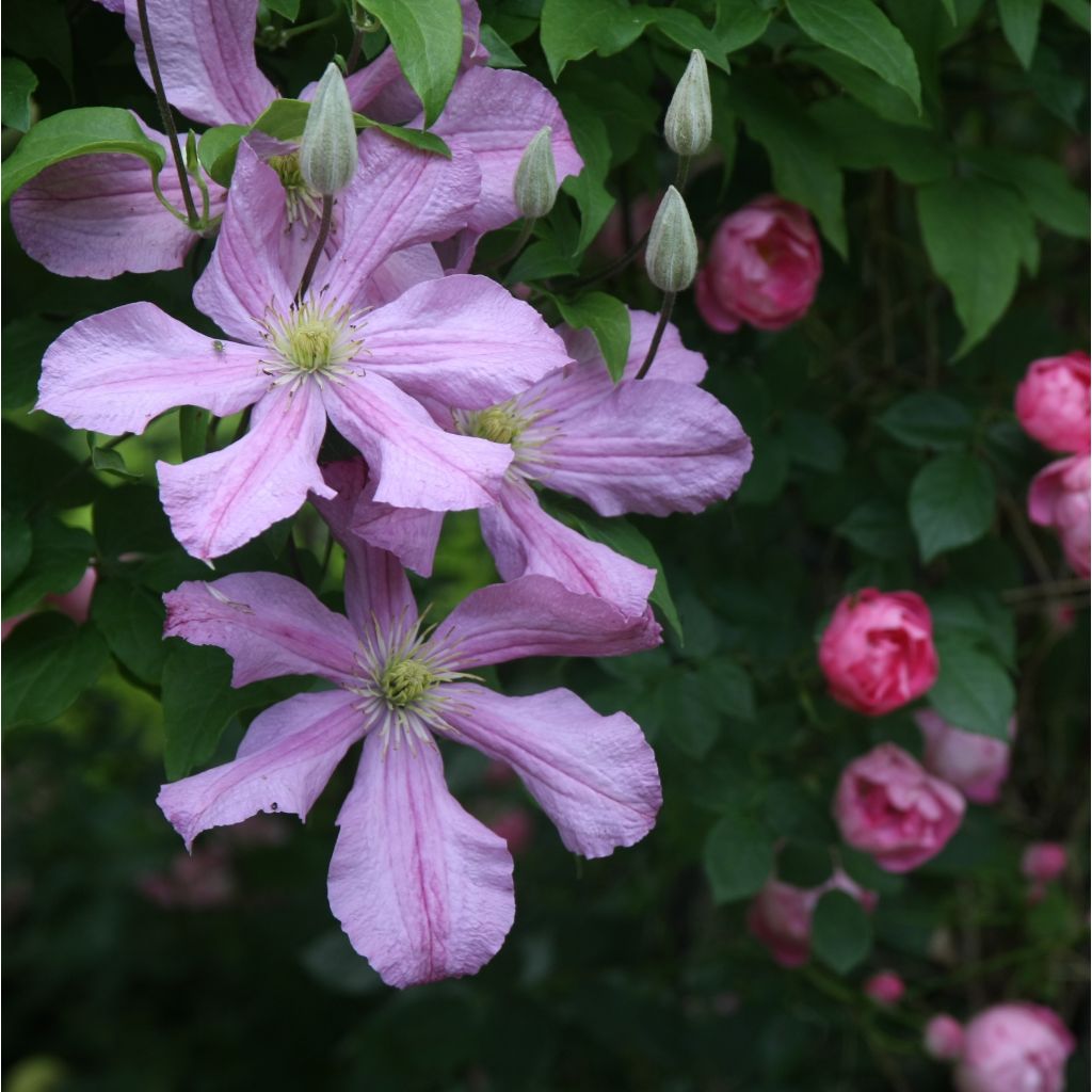 Waldrebe Comtesse de Bouchaud - Clematis