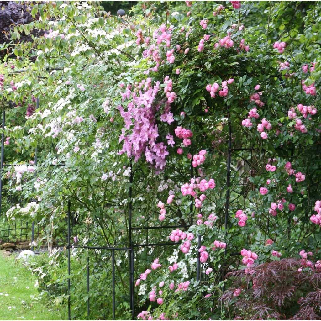 Waldrebe Comtesse de Bouchaud - Clematis