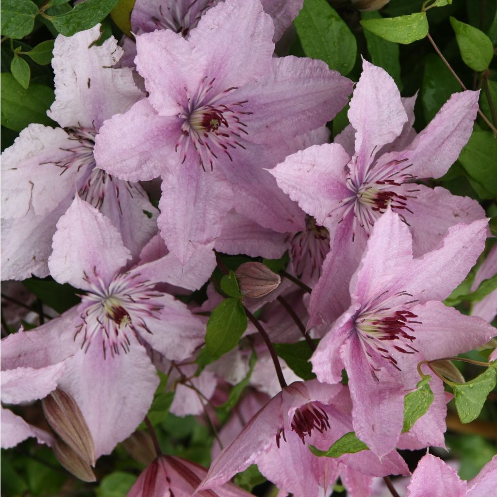 Waldrebe Hagley hybride - Clematis