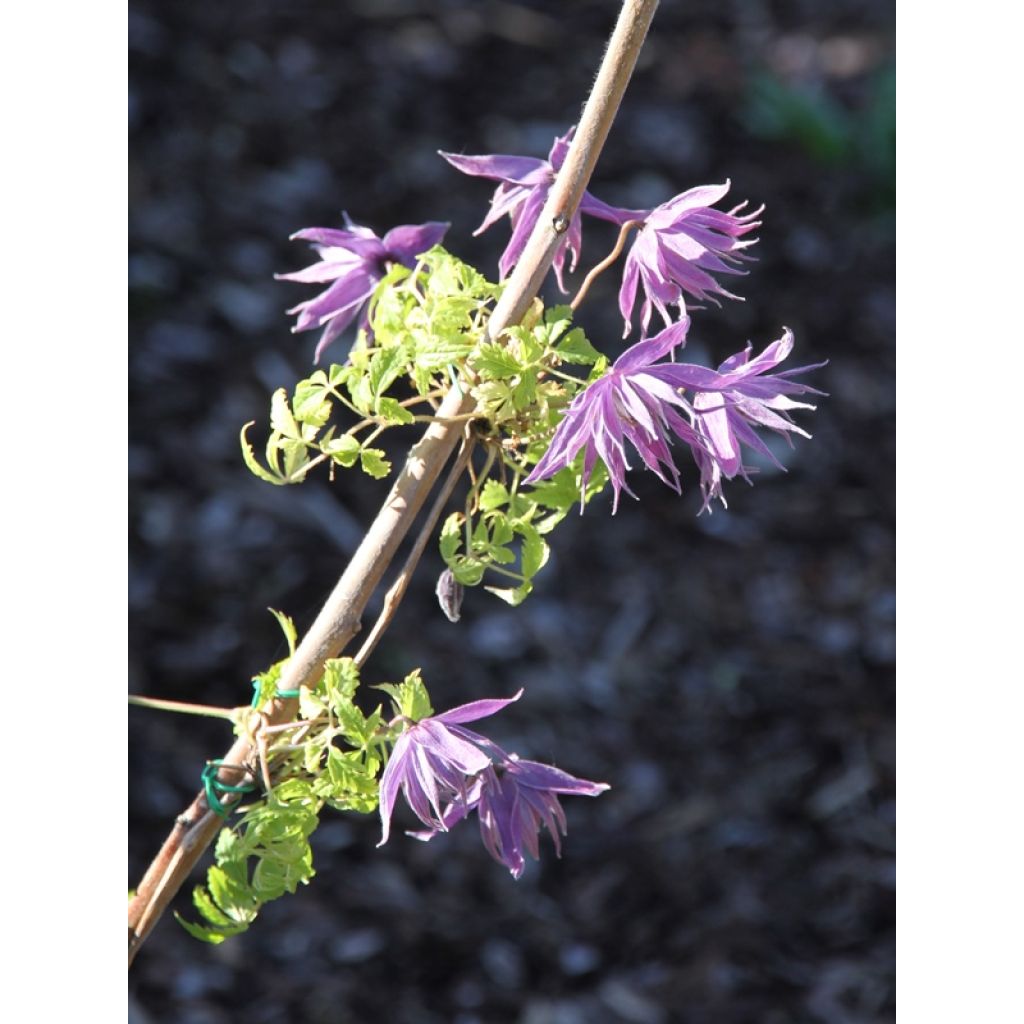 Belle floraison pour sa première année au jardin