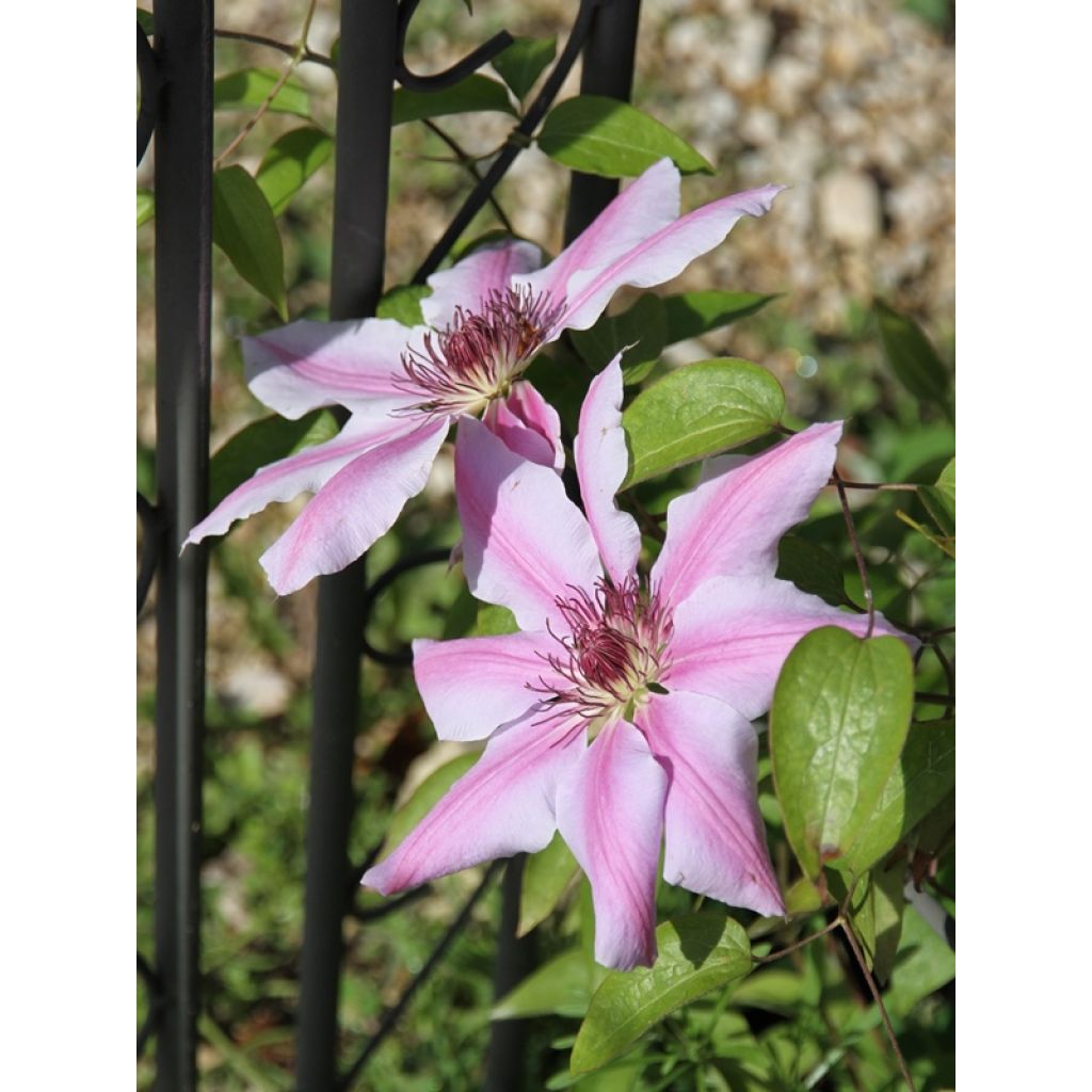 Clematis lanuginosa Nelly Moser - Waldrebe