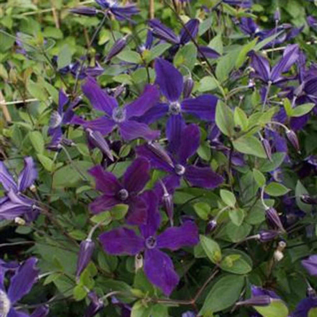 Waldrebe Aphrodite - Clematis