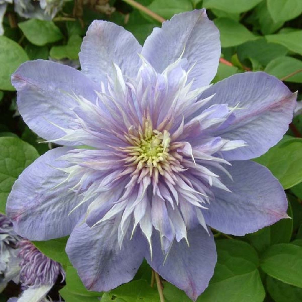 Clématite - Clematis Blue Light