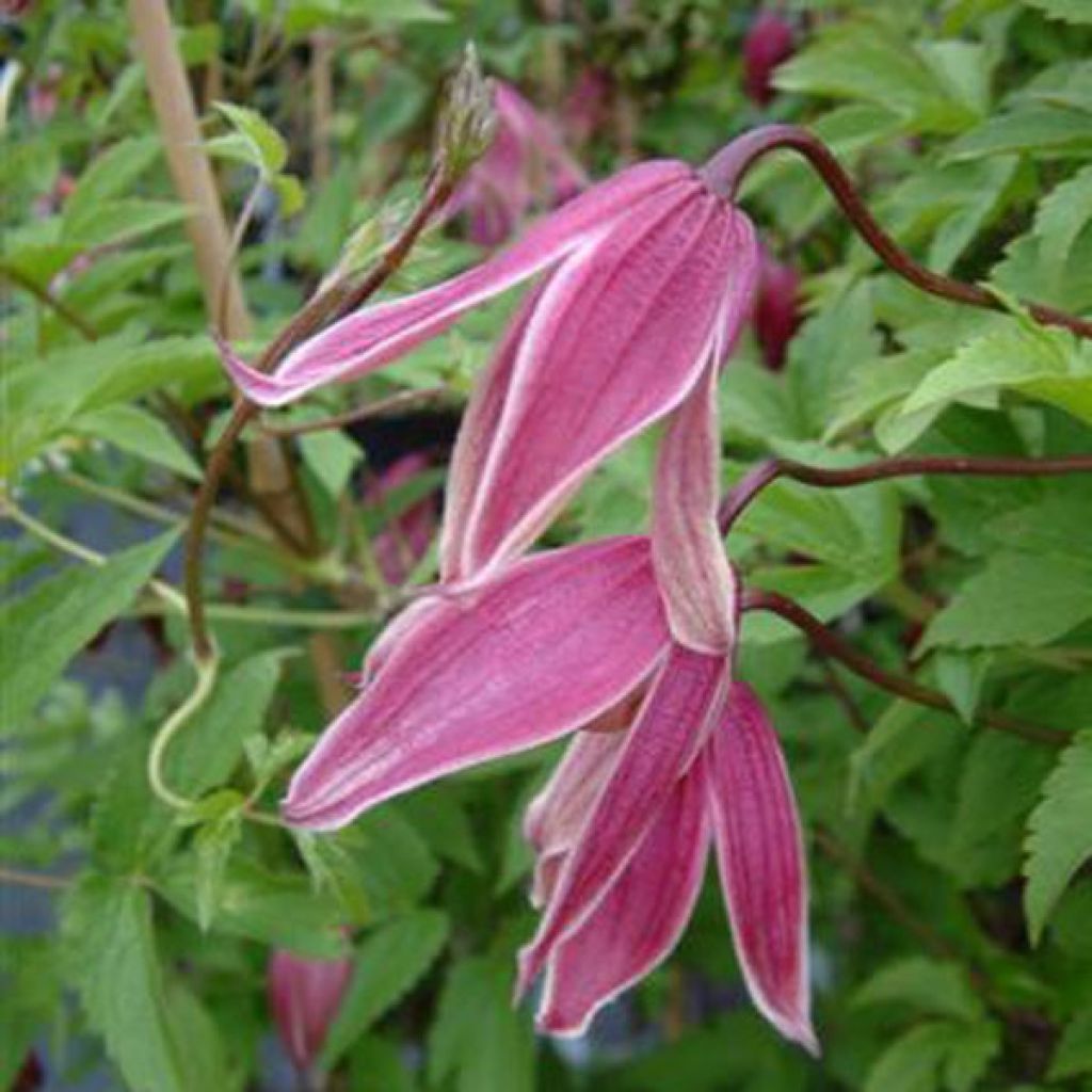 Clématite - Clematis Columella