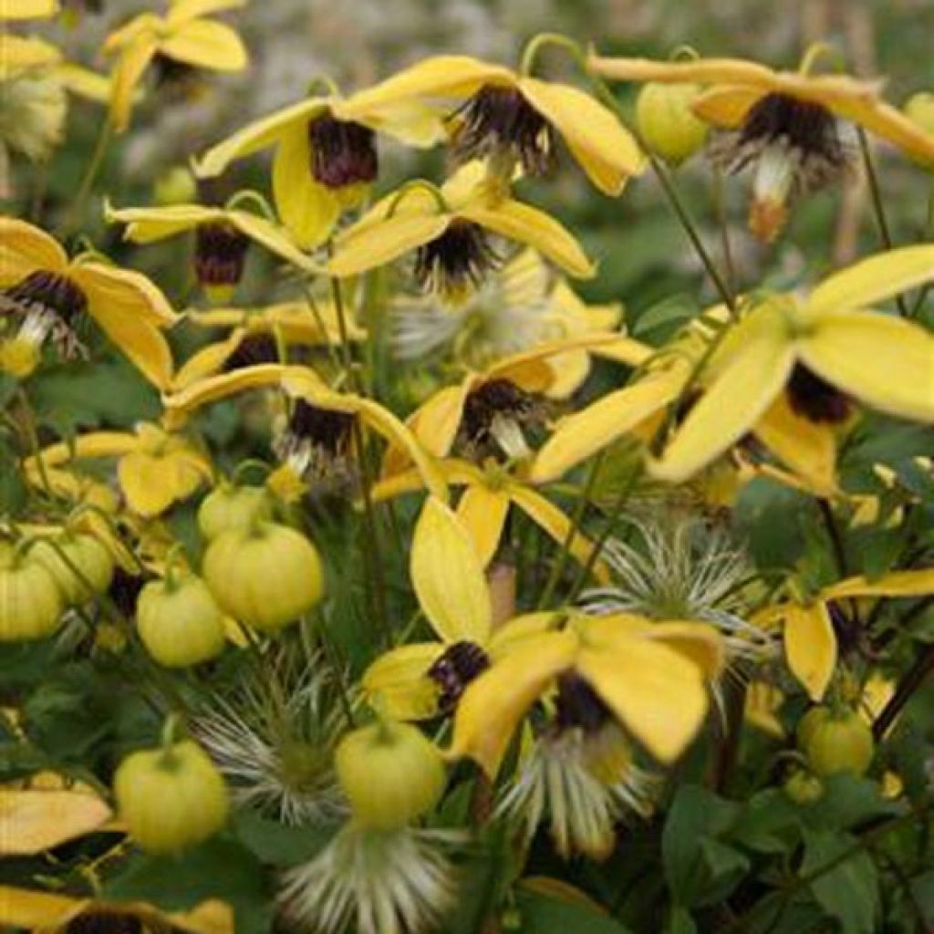 Clématite - Clematis tangutica Golden Harvest