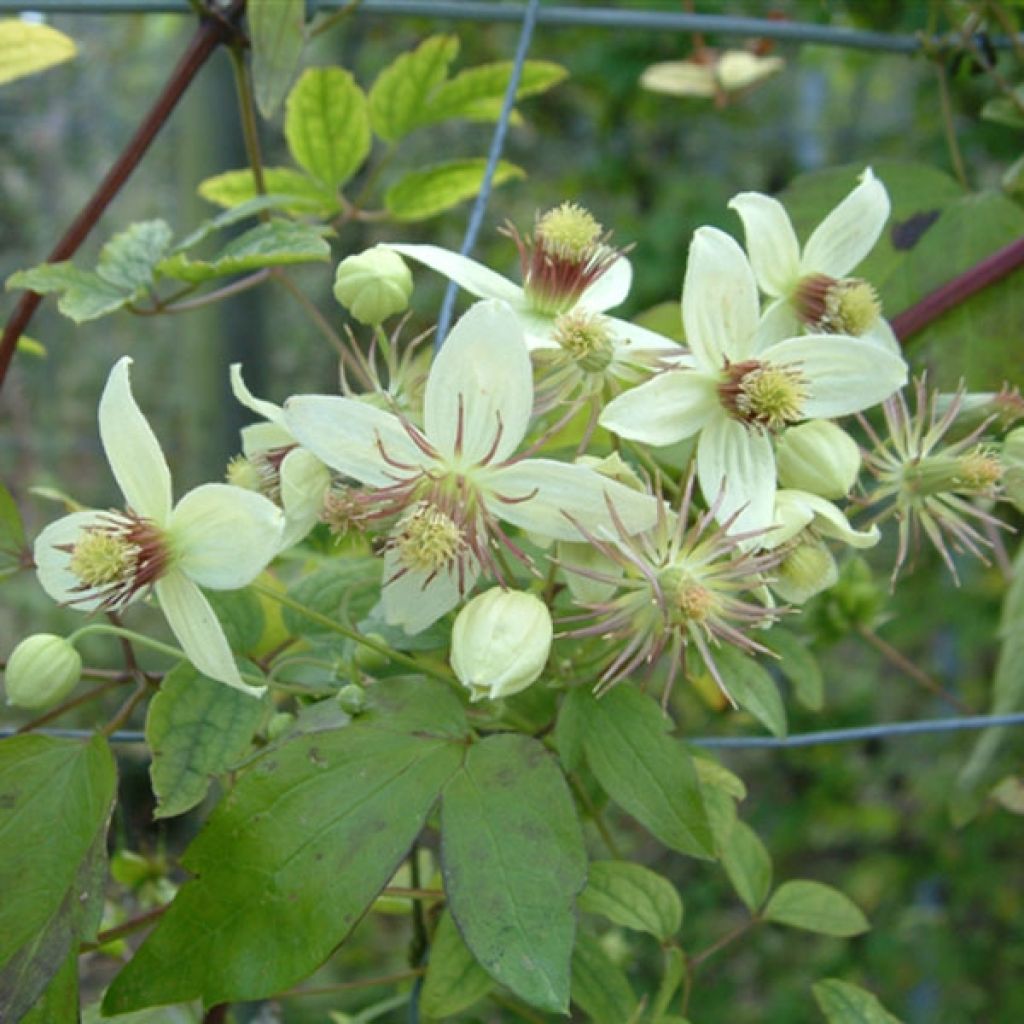 Clematis tangutica Grace - Gold-Waldrebe