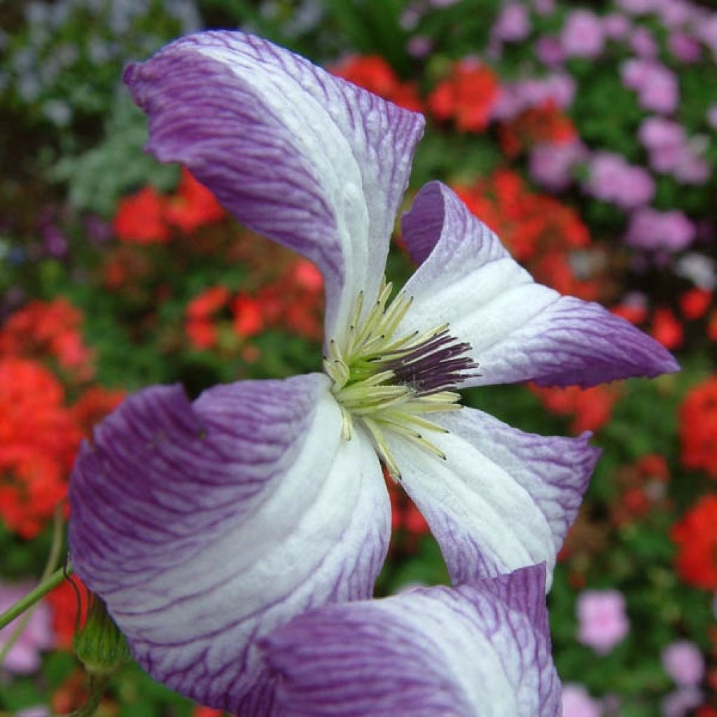 Clématite - Clematis viticella I am Lady J