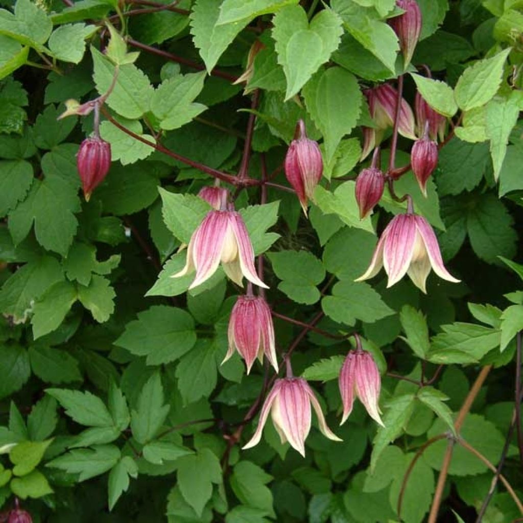 Waldrebe I am Red Robin - Clematis