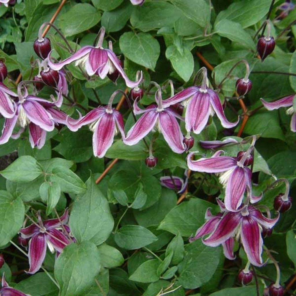 Clématite - Clematis Jan Fopman