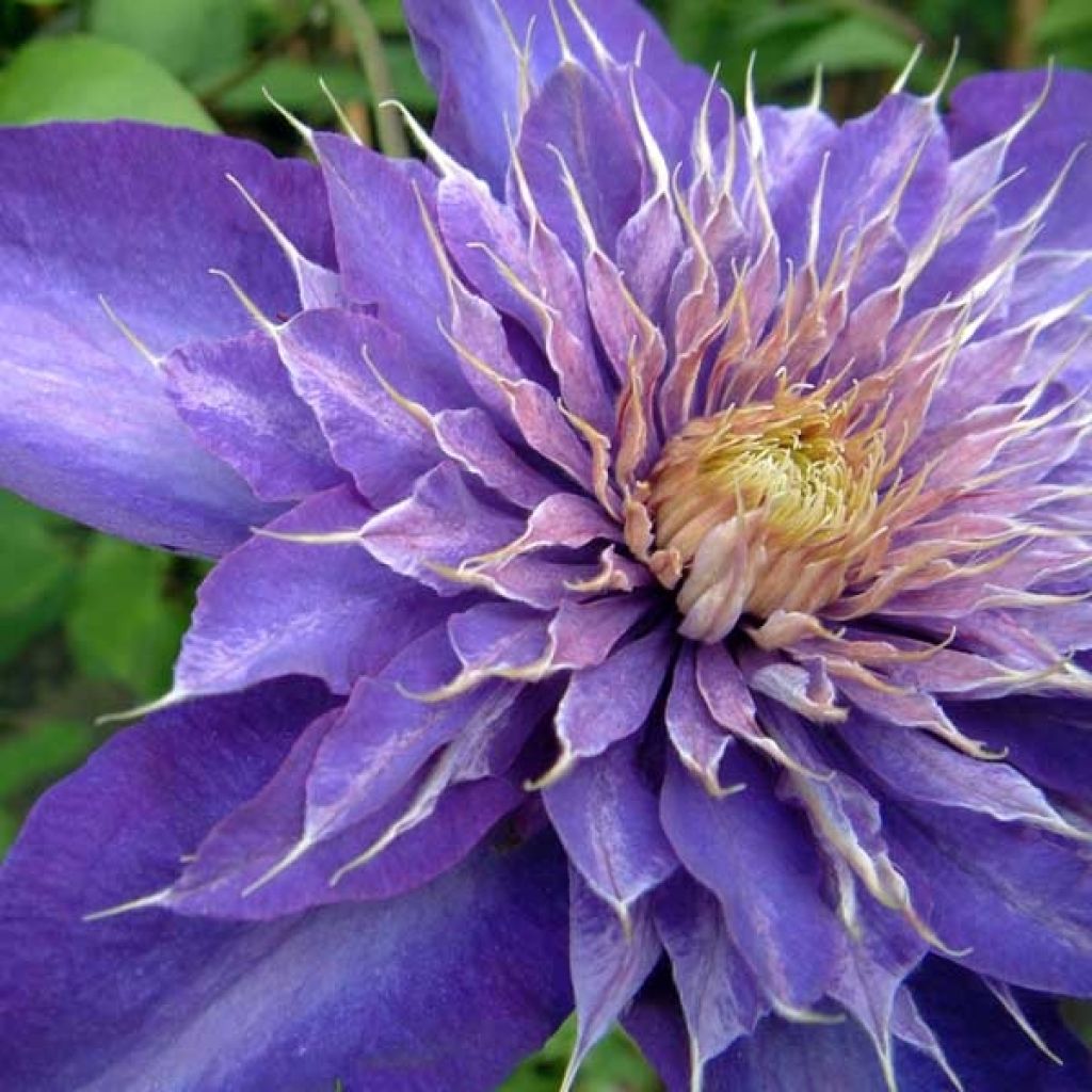 Clématite - Clematis Multi Blue