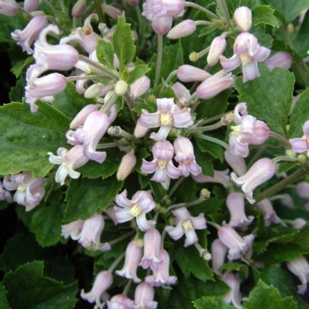 Clématite - Clematis heracleifolia Pink Dwarf