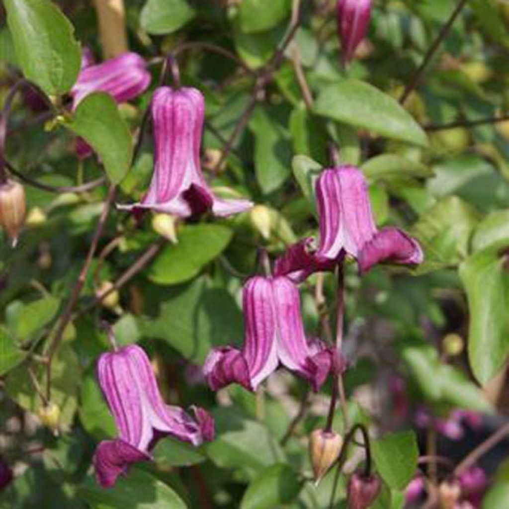 Clematis viticella Queen Mother - Waldrebe