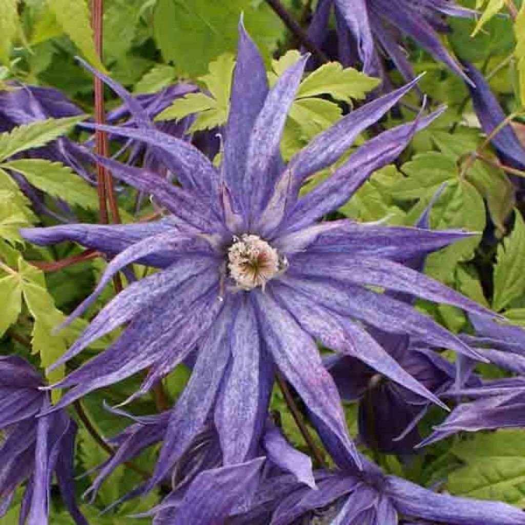 Waldrebe Spiky - Clematis