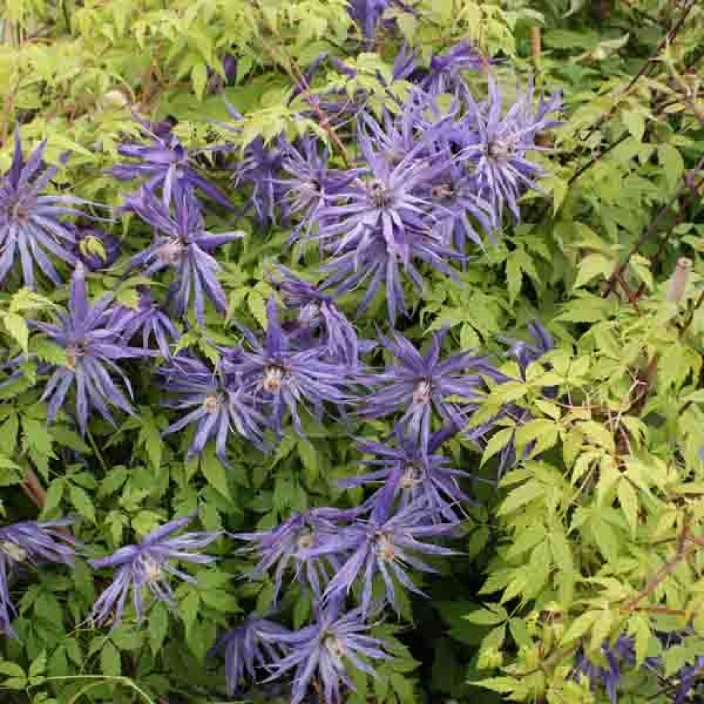 Waldrebe Spiky - Clematis