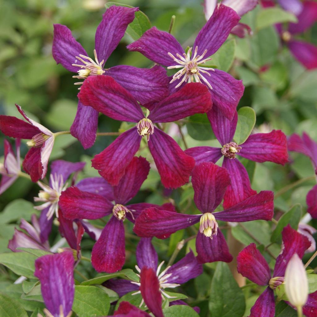 Clématite - Clematis flammula Sweet Summer Love 