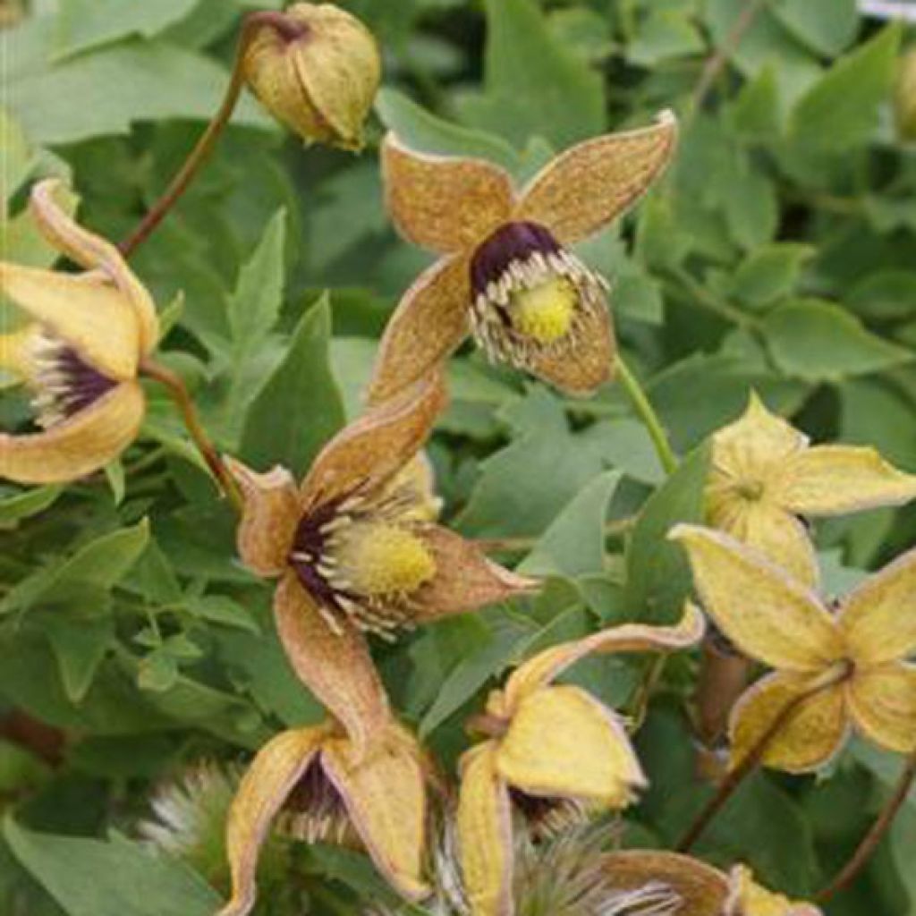 Clematis tangutica Tibetan Mix - Gold-Waldrebe