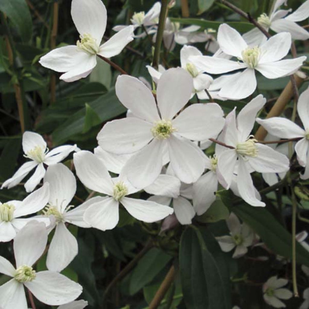 Clématite Armandii Apple Blossom