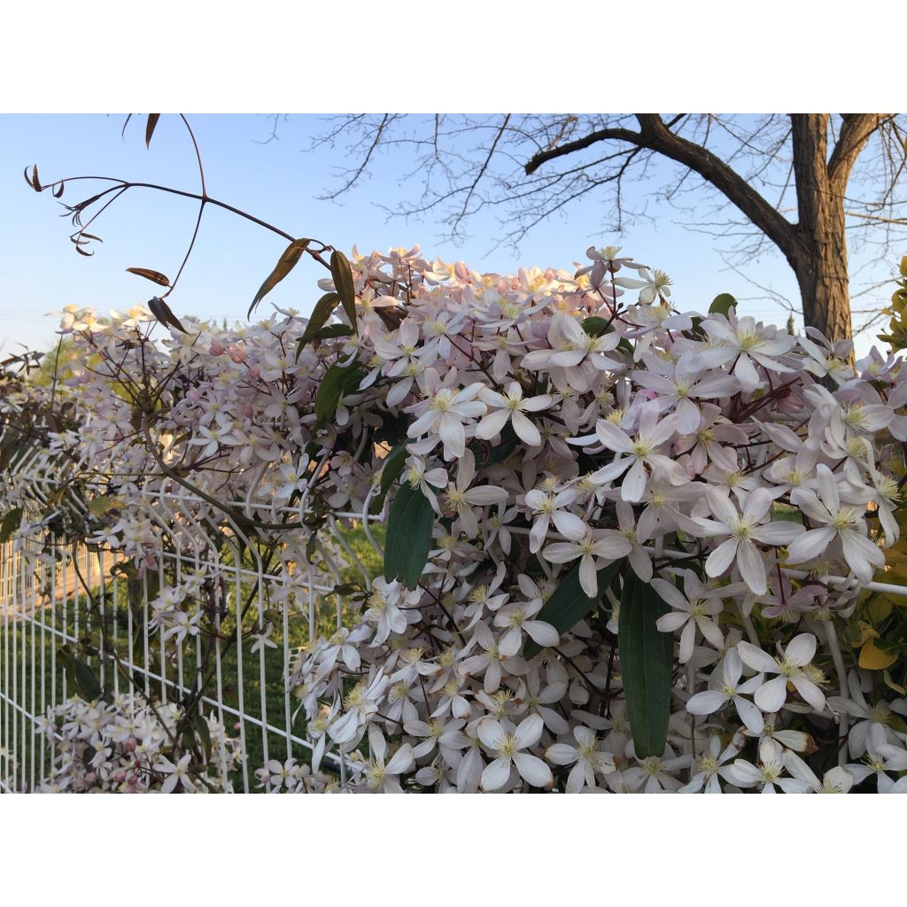 Clematis armandii Apple Blossom - Immergrüne Waldrebe