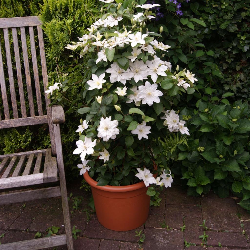 Clematis integrifolia Baby Star - Stauden-Waldrebe