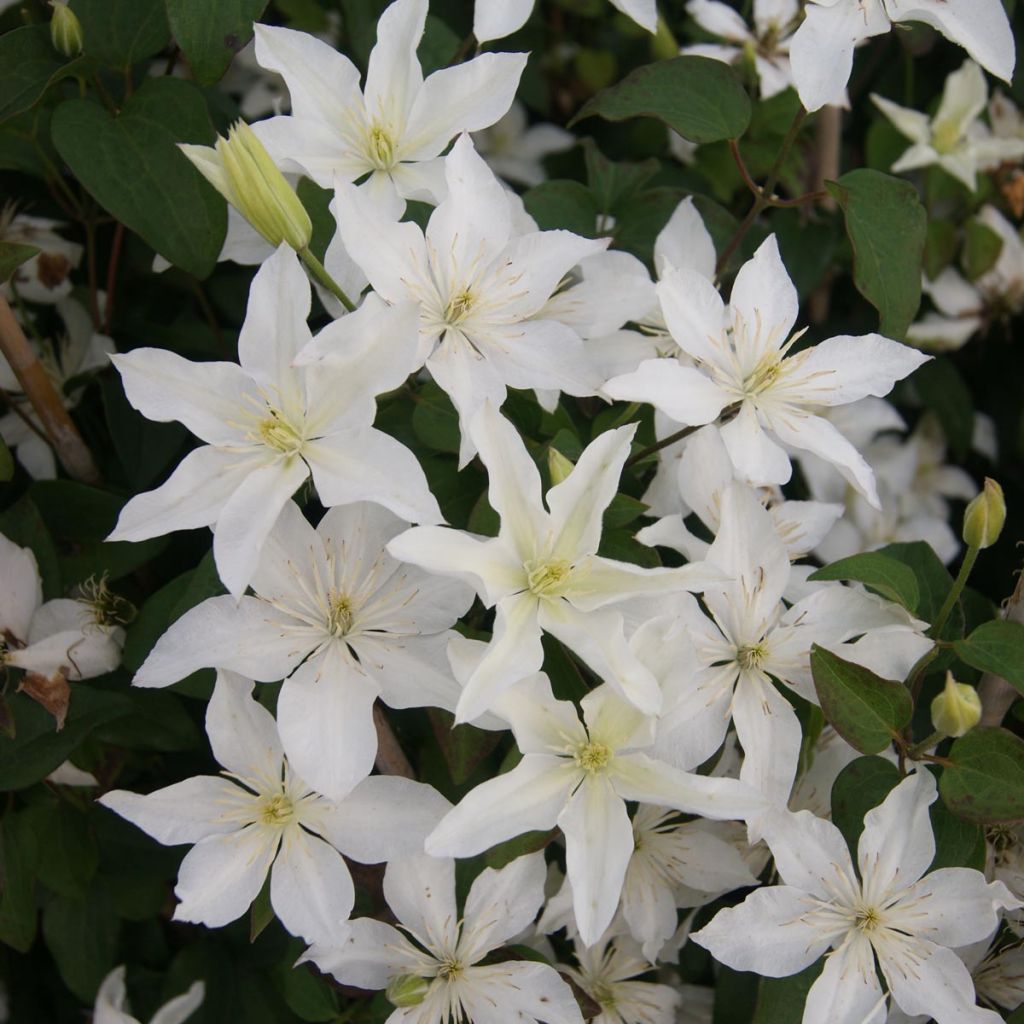 Clematis integrifolia Baby Star - Stauden-Waldrebe