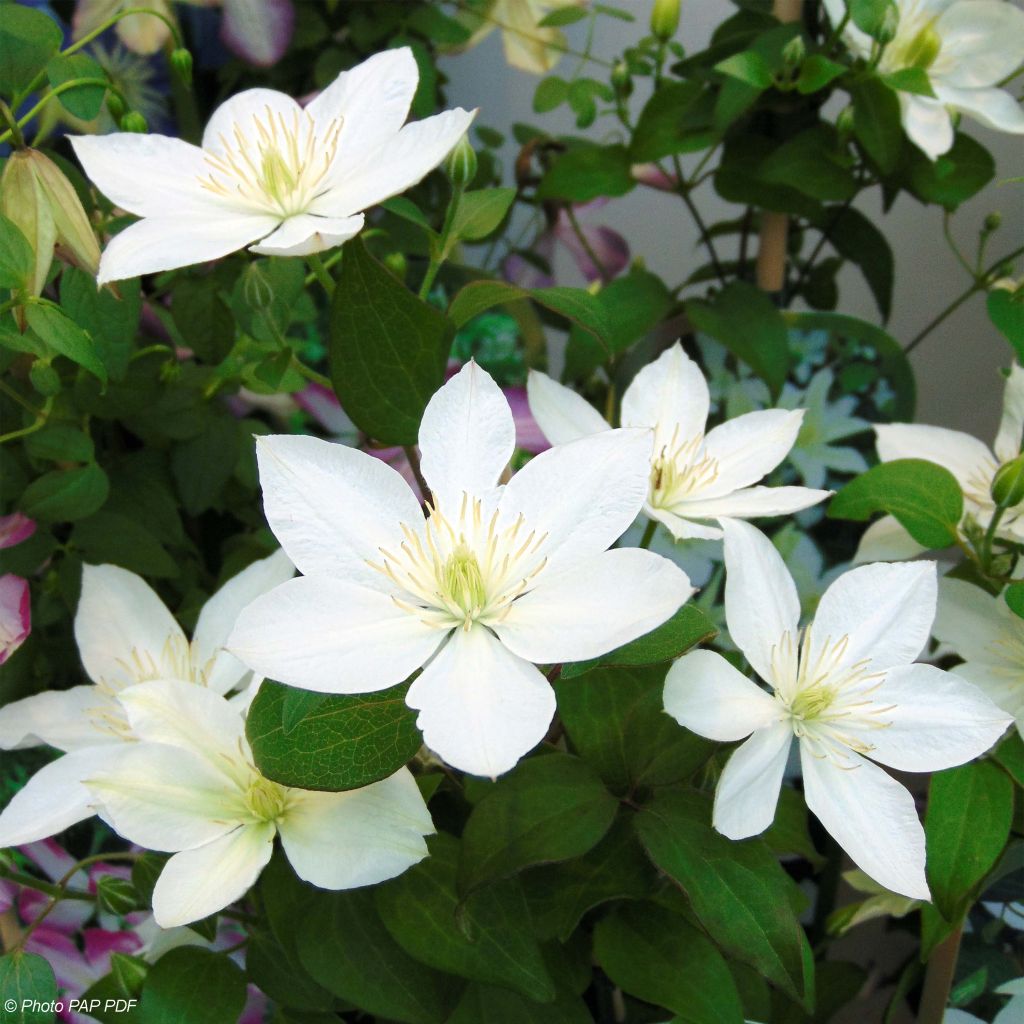 Clematis integrifolia Baby Star - Stauden-Waldrebe