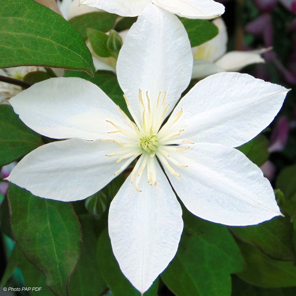 Clematis integrifolia Baby Star - Stauden-Waldrebe