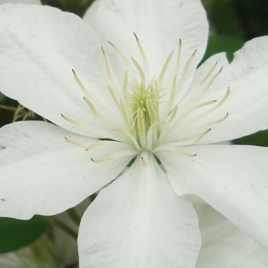 Clematis integrifolia Baby Star - Stauden-Waldrebe