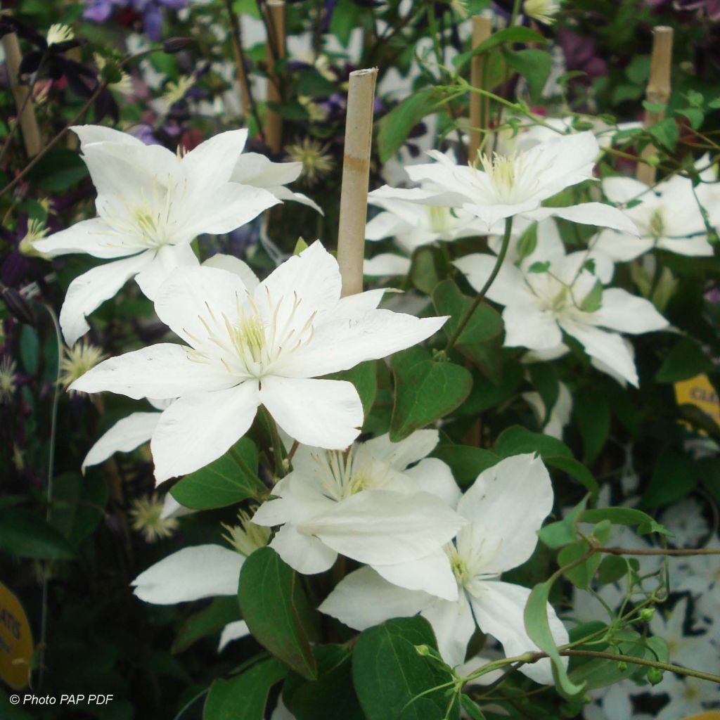 Clematis integrifolia Baby Star - Stauden-Waldrebe