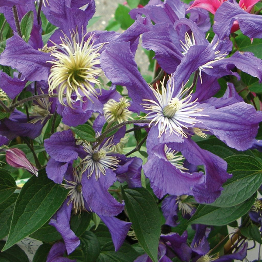 Clématite - Clematis Blue pirouette