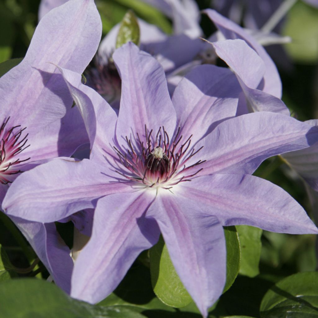 Waldrebe Blue Ravine - Clematis