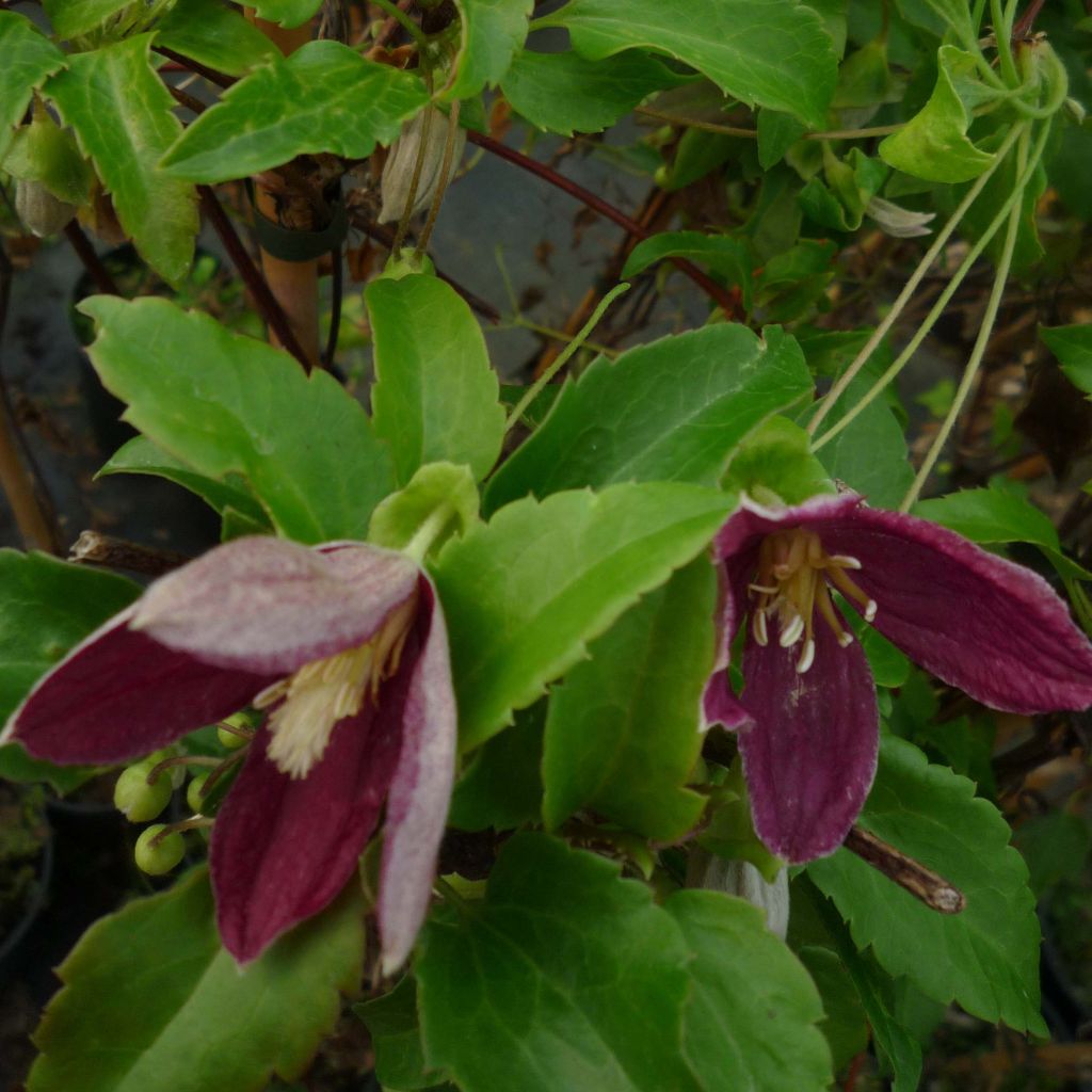 Clematis cirrhosa Lansdowne Gem - Waldrebe