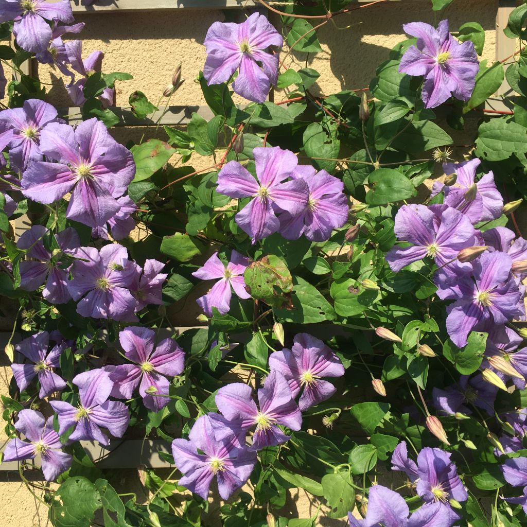 Waldrebe Arabella - Clematis