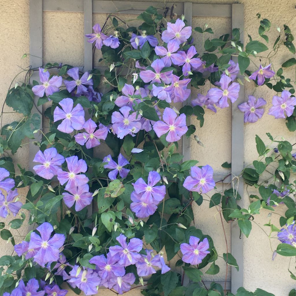 Waldrebe Arabella - Clematis