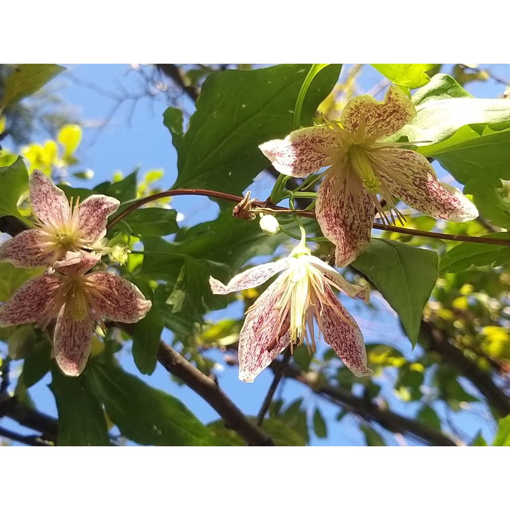 Clematis Advent Bells - Waldrebe