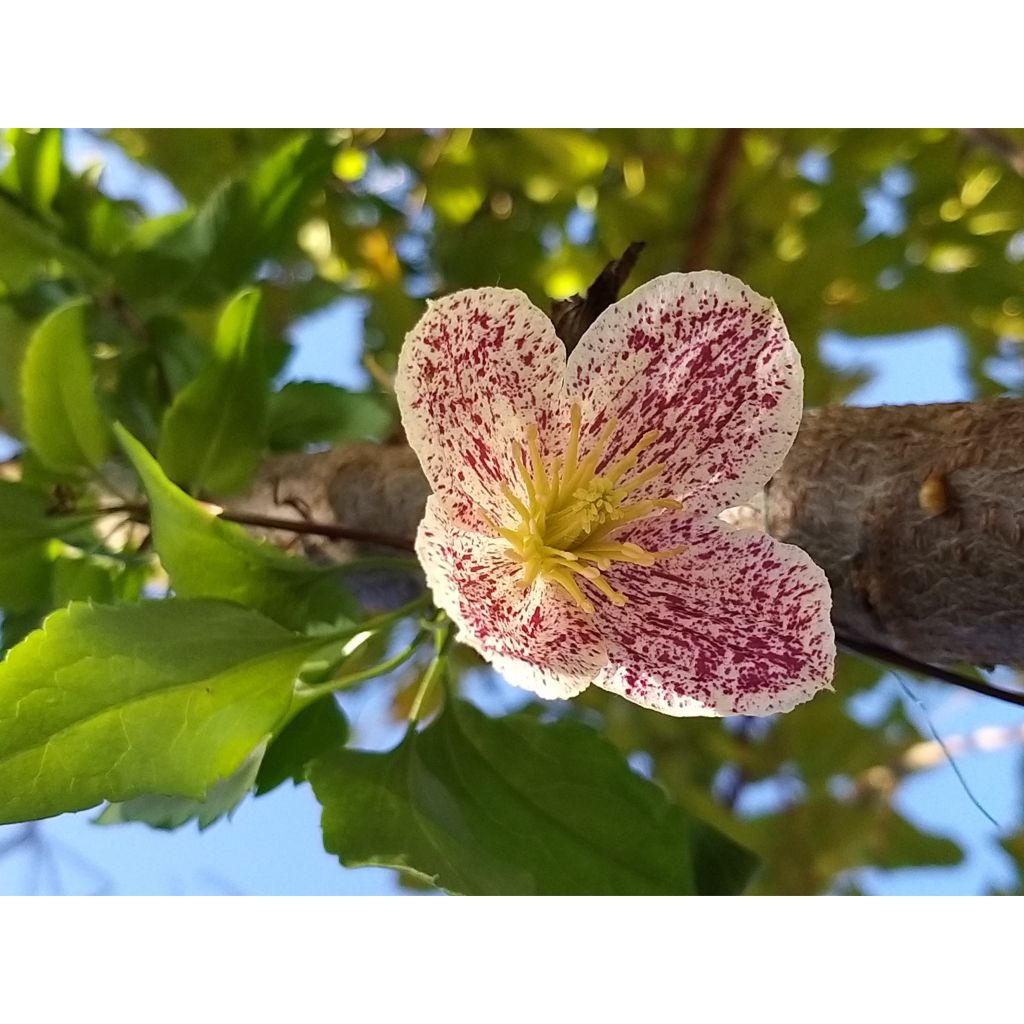 Clematis cirrhosa Freckles - Waldrebe