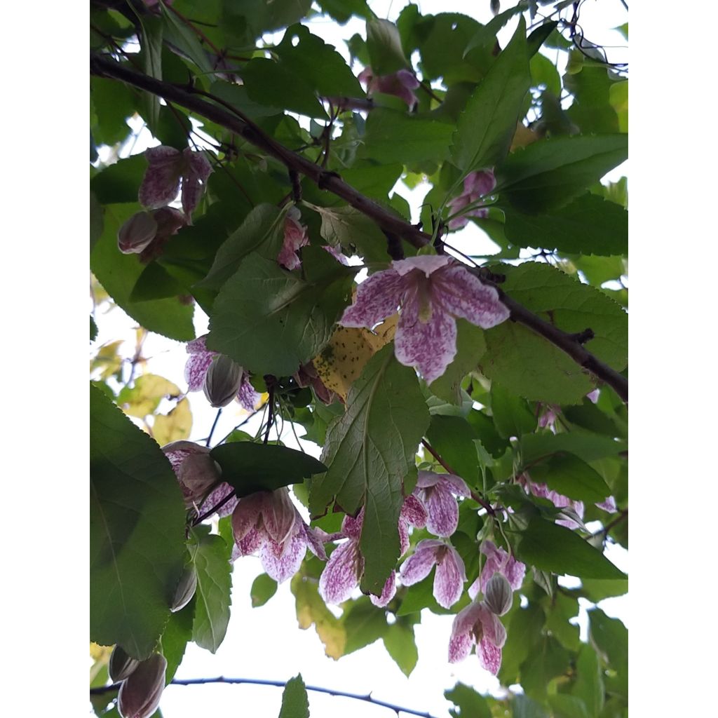 Clematis cirrhosa Freckles - Waldrebe