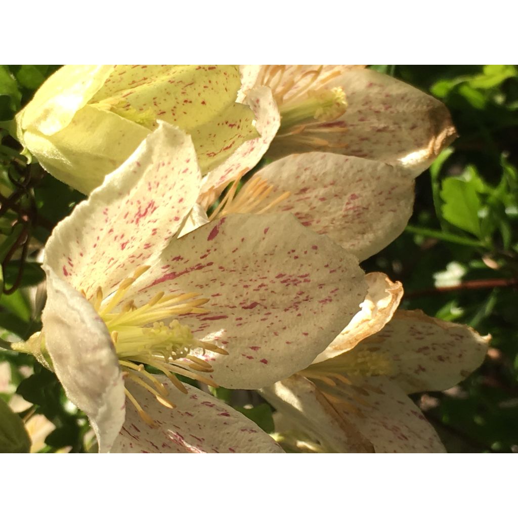 Clematis cirrhosa Winter Parasol - Waldrebe