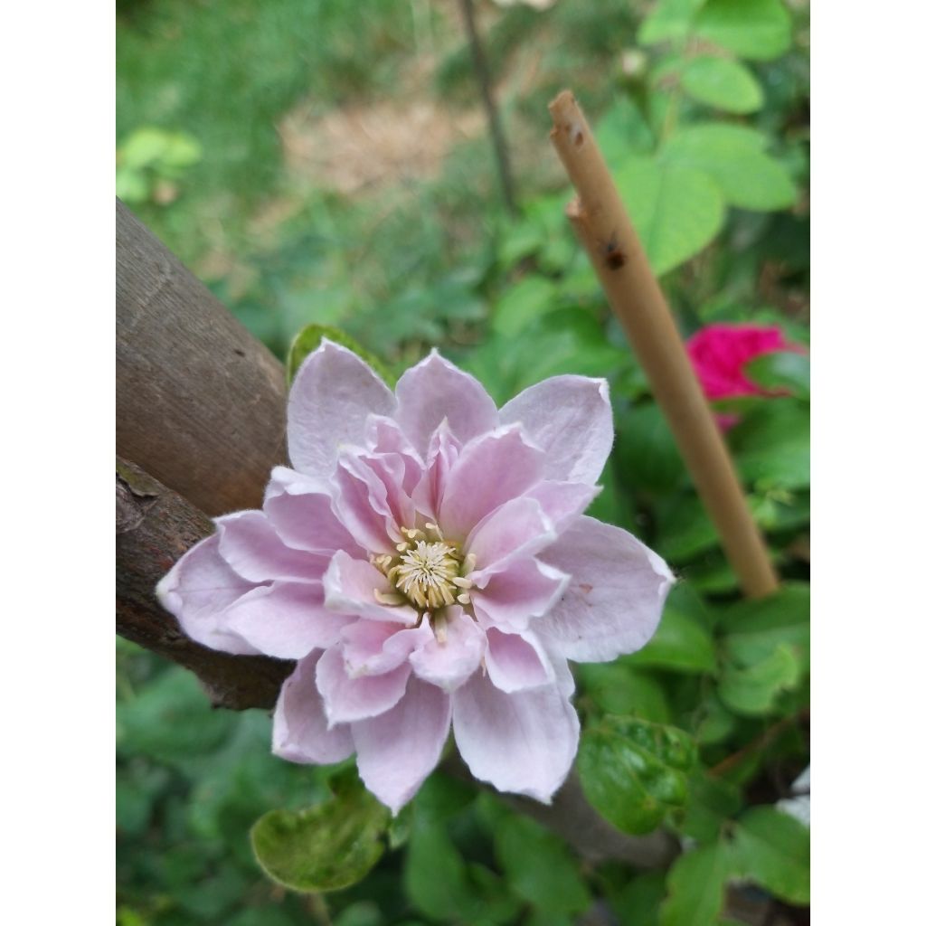 Waldrebe Dancing Queen - Clematis