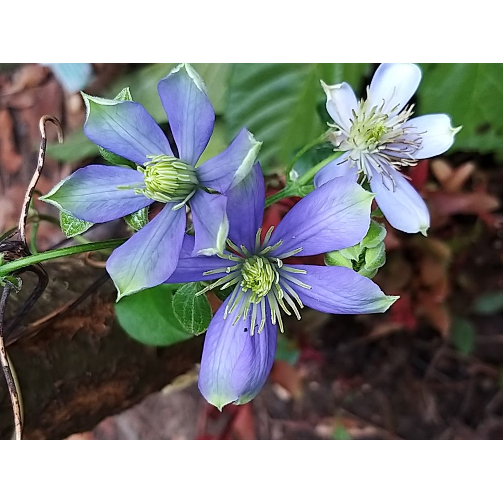 Waldrebe Fuji Musume - Clematis