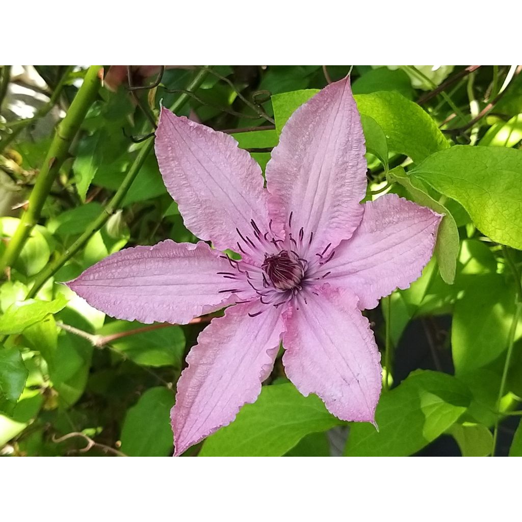 Waldrebe Hagley hybride - Clematis