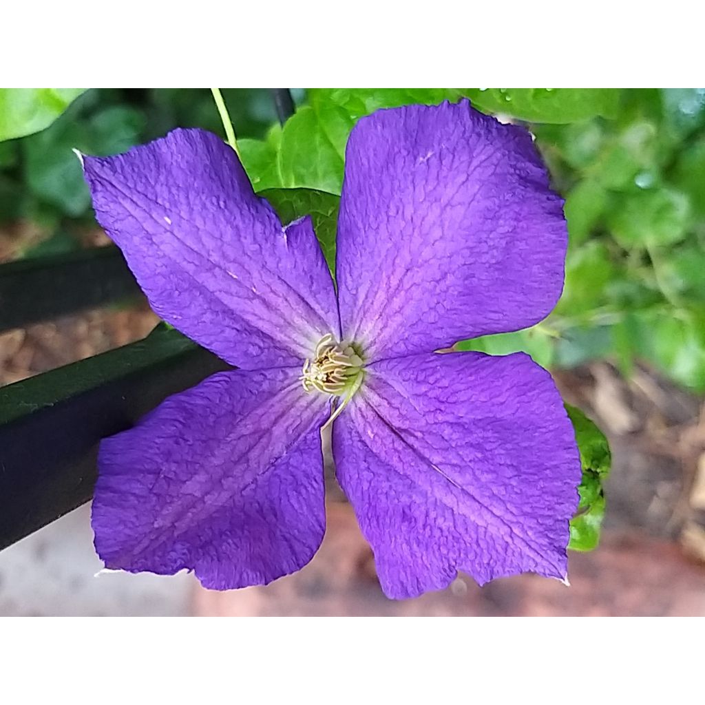 Clematis jackmanii Superba - Waldrebe