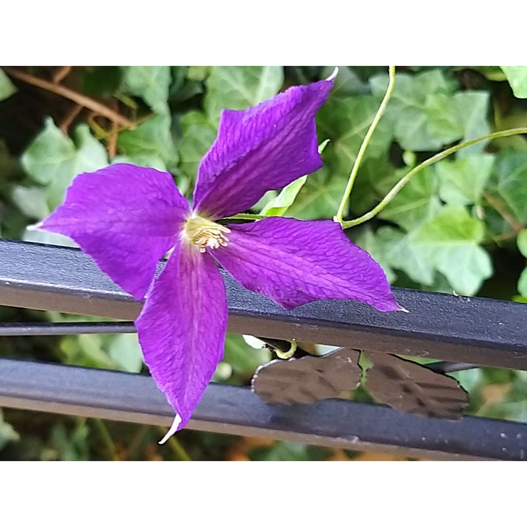 Clematis jackmanii Superba - Waldrebe