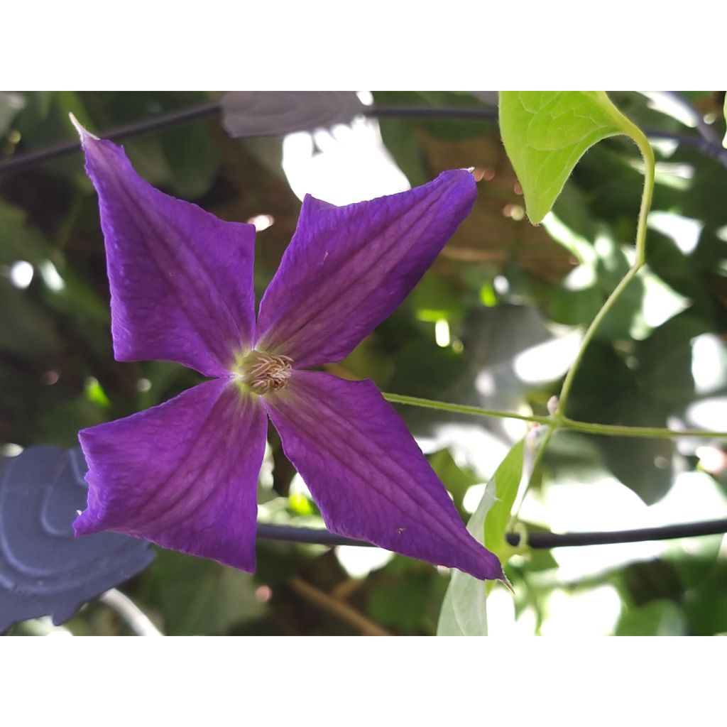 Clematis jackmanii Superba - Waldrebe