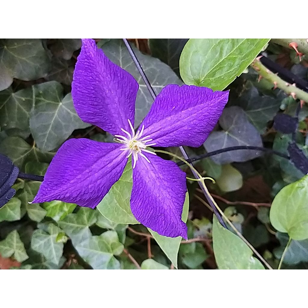 Clematis jackmanii Superba - Waldrebe