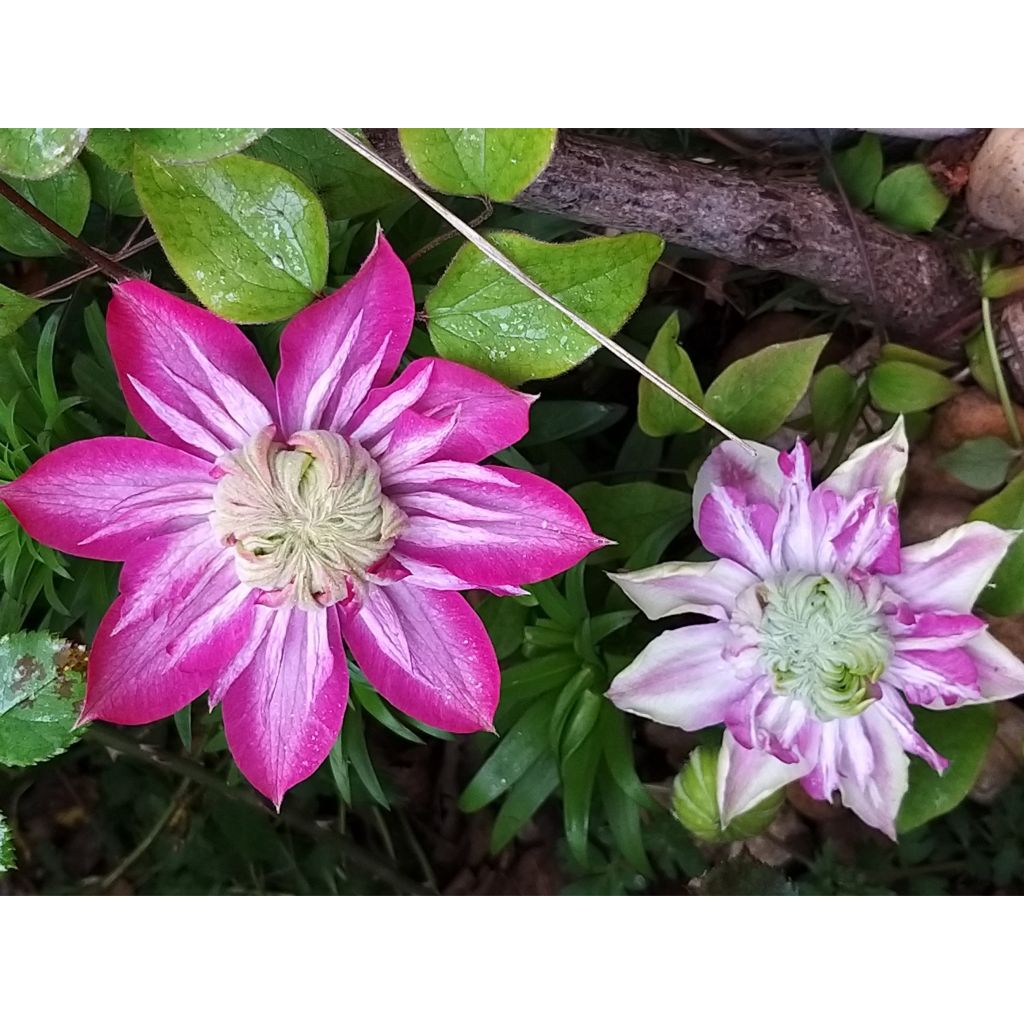 Waldrebe Kaiser - Clematis